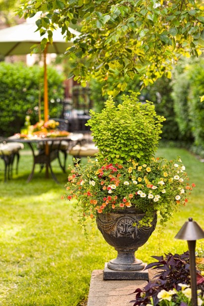 Декоративний барбарис Голден Піллар у контейнері